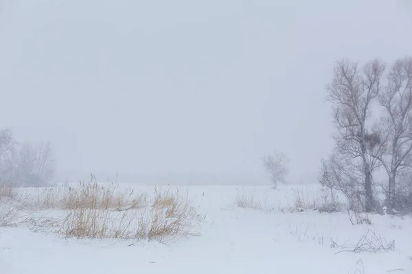 Winterlandschaft Bäume Ohne Laub Auf Einem Schneebedeckten Feld — Stockfoto