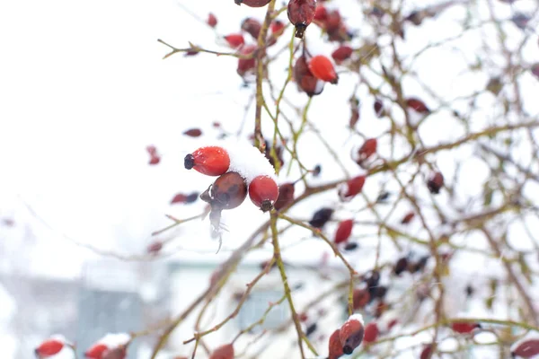 Χειμώνας Τριανταφυλλιά Στο Χιόνι — Φωτογραφία Αρχείου