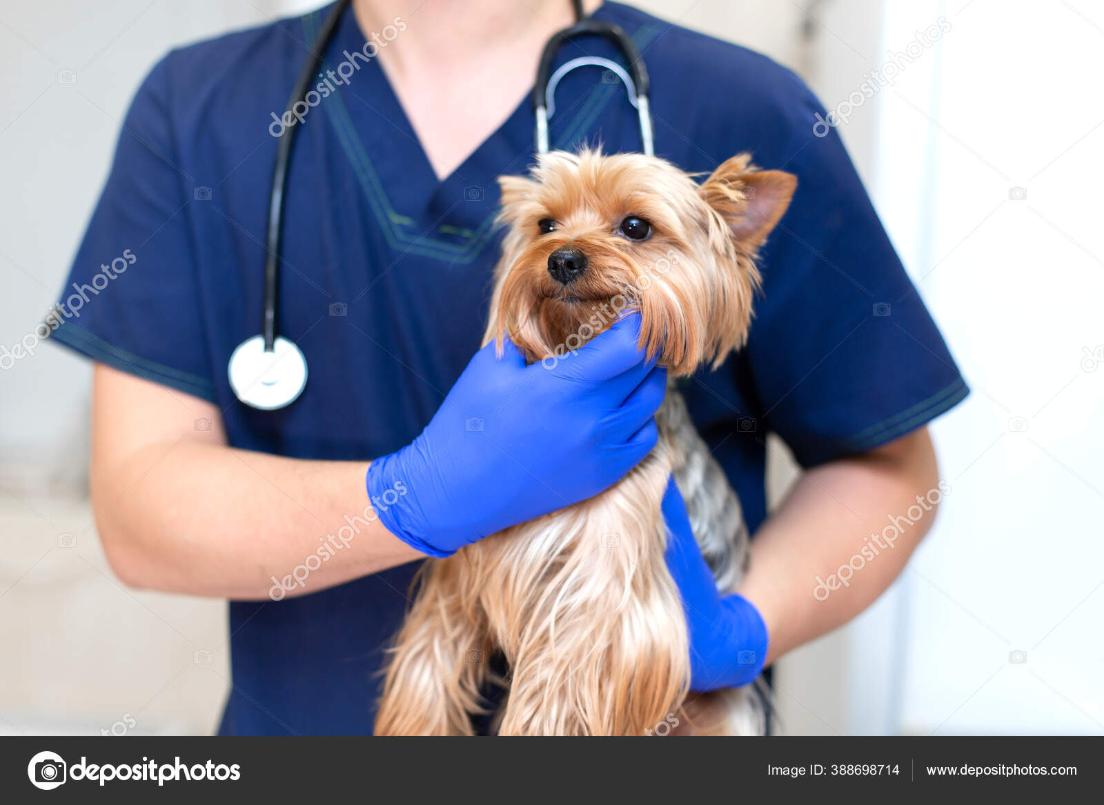 small dog veterinarian