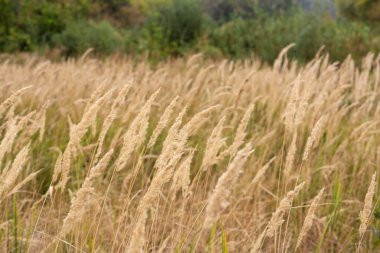Savannah çim tarlası güneş ışığı altında, Parılda güneş öğlen vakti