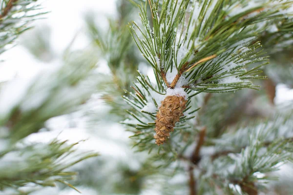 Γουίντερ Χιονίζει Γιορτινά Στολίδια Κρέμονται Στα Κλαδιά Ενός Χριστουγεννιάτικου Δέντρου — Φωτογραφία Αρχείου