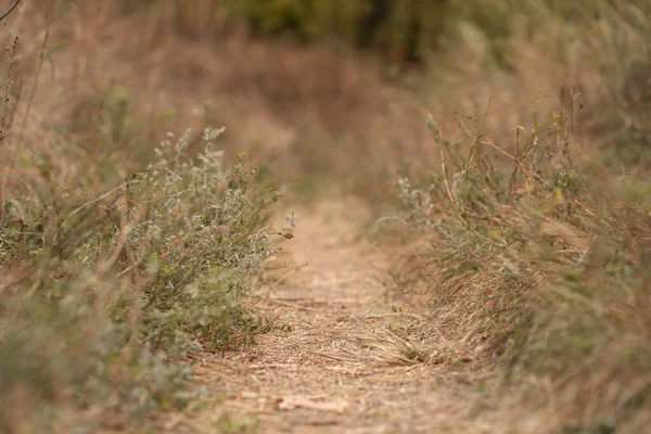 Floresta Selvagem Outono Caminho Bem Trilhado Folhas Amarelas Caídas Grama — Fotografia de Stock