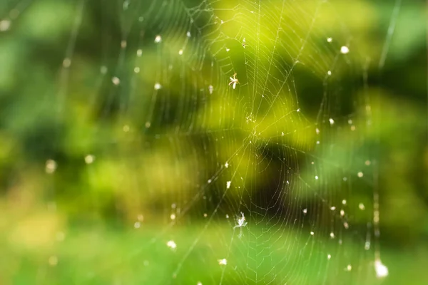 Spinnennetzfalle Aus Nächster Nähe Auf Einem Hintergrund Aus Grünem Wald — Stockfoto