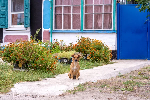 The dog meets on the path in front of the house.