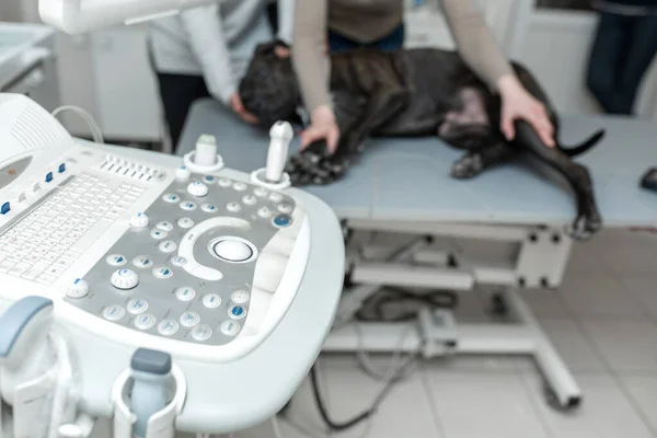 Läkare Veterinär Gör Ett Ultraljud Och Kardiogram Hjärtat Hund Kontoret — Stockfoto