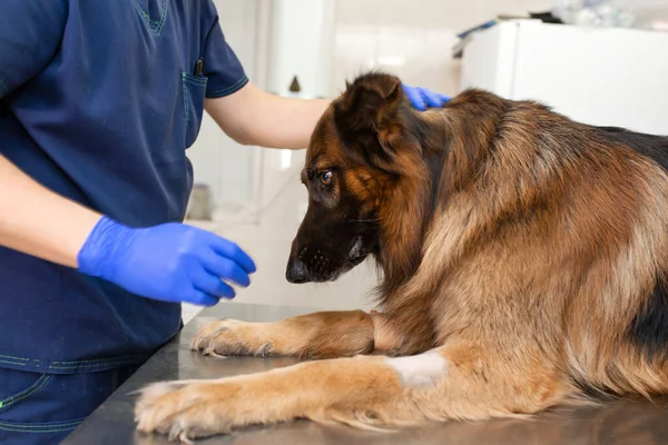 Profesyonel Bir Veteriner Yetişkin Bir Köpek Çoban Köpeğini Muayene Eder — Stok fotoğraf