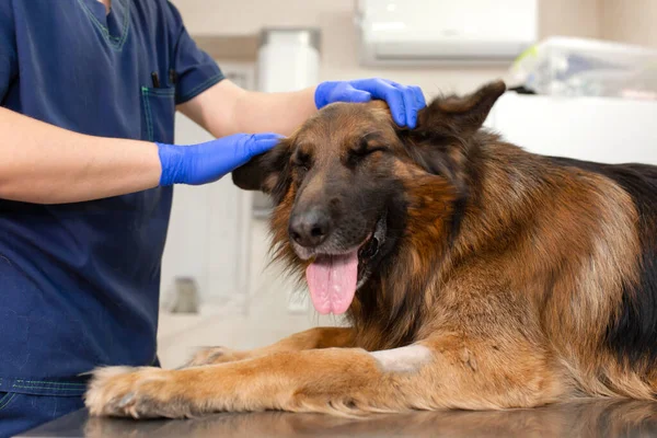 Klinikteki Genç Bir Veteriner Bir Alman Çoban Köpeği Hayvan Sağlığı — Stok fotoğraf