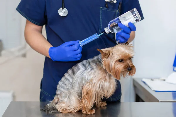 Vétérinaire Médecin Injection Yorkshire Terrier Chien — Photo