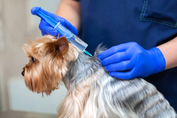 Médecin Vétérinaire Professionnel Vaccine Une Petite Race Chiens Yorkshire Terrier — Photo