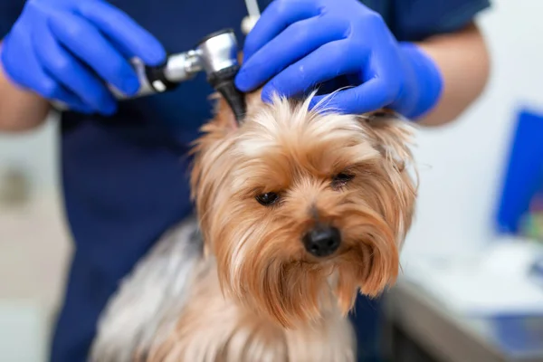 Médico Veterinario Examinando Perro Yorkshire Terrier Con Otoscopio Concepto Medicina —  Fotos de Stock