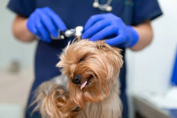 Funny dog breed Yorkshire Terrier on examination at the vet. A veterinarian examines the ears of a small dog with an otoscope. Dog grimaces sticking his tongue up close.