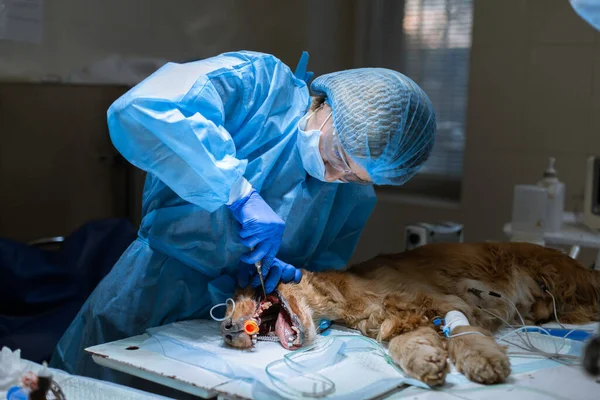 Veteriner Dişçiliği Dişçi Cerrah Veteriner Veteriner Veteriner Kliniğindeki Ameliyat Masasında — Stok fotoğraf