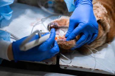 Veteriner dişçiliği. Diş hekimi veteriner, veteriner kliniğinde bir köpeğin dişlerini anestezi altında ameliyat masasında temizler ve tedavi eder. Yakın çekimde ultrasonik pullayıcı.