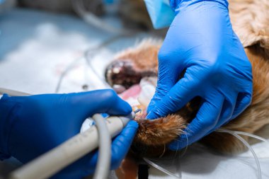 Bir veteriner ameliyat masasında köpeğinin dişlerini anestezi altında fırçalar. Köpeklerdeki ağız boşluğunun temizlenmesi. Dişçi veteriner bir veteriner kliniğinde dişlerini tedavi ediyor. Veteriner Diş Hekimliği.