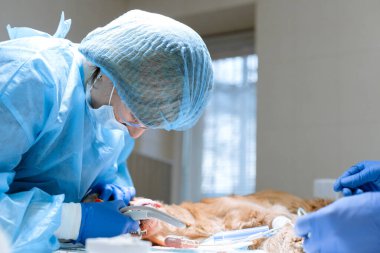 Profesyonel diş temizleme köpeğinin veteriner kliniğinde yakın plan prosedürü. Dilinde sensör olan anestezi edilmiş bir köpek. Hayvan sağlığı konsepti.