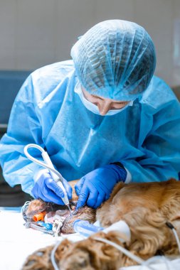 Profesyonel diş temizleme köpeğinin veteriner kliniğinde yakın plan prosedürü. Dilinde sensör olan anestezi edilmiş bir köpek. Hayvan sağlığı konsepti.