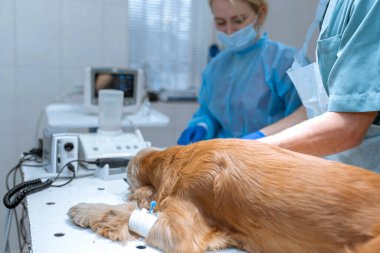 Patisinde kateter olan bir köpek veteriner kliniğinde ameliyat masasında yatıyor. Bir Cocker Spaniel köpeği ameliyat bekliyor. Bir veteriner anestezi edilmiş bir köpeği yönetiyor..