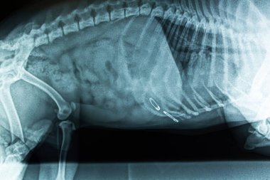 Karın boşluğunun röntgen görüntüsü. Köpeğin midesinde iğne var. Hayvanın resmindeki yabancı cisim. Veteriner röntgen makinesine röntgen çekin..
