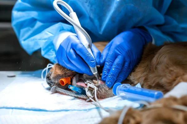 Profesyonel Diş Temizleme Köpeğinin Veteriner Kliniğinde Yakın Plan Prosedürü Dilinde — Stok fotoğraf