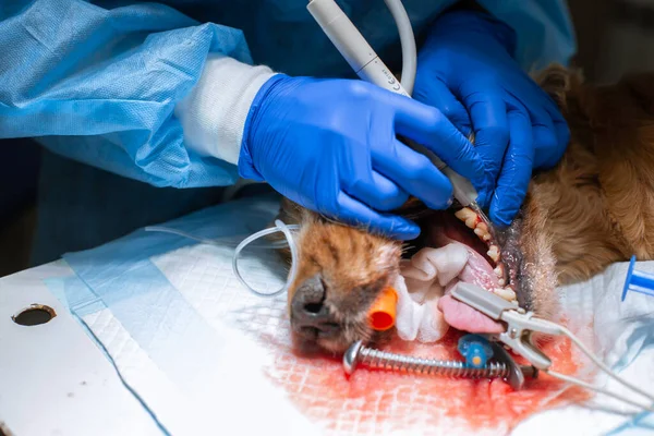 Veterinärtandvård Tandläkare Kirurg Veterinär Rengör Och Behandlar Hunds Tänder Narkos — Stockfoto