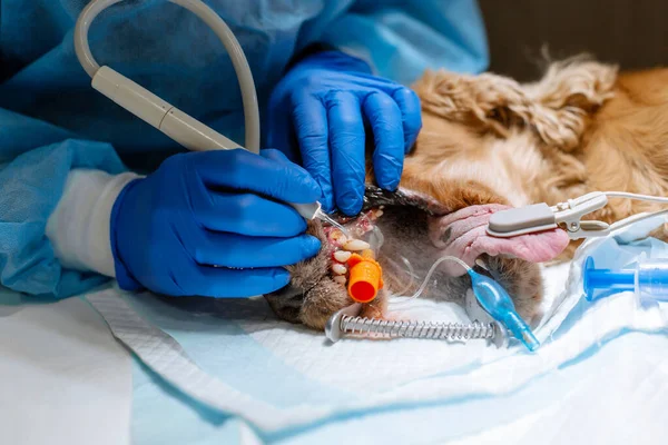 Procedimento Close Dentes Profissionais Cão Limpeza Uma Clínica Veterinária Cão — Fotografia de Stock