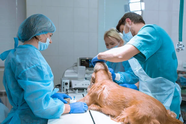 Veterinarians Prepare Dog Operation Clean Teeth Dog Anesthetized Operating Table — Stock Photo, Image