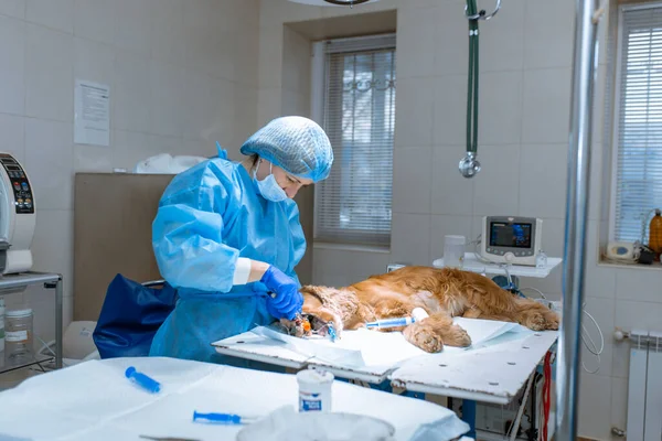 Bir Veteriner Ameliyat Masasında Köpeğinin Dişlerini Anestezi Altında Fırçalar Köpeklerdeki — Stok fotoğraf