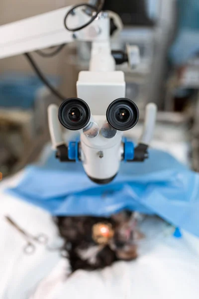 Microscópio Cirúrgico Oftalmologista Veterano Sala Cirurgia Cão Com Olho Ferido — Fotografia de Stock