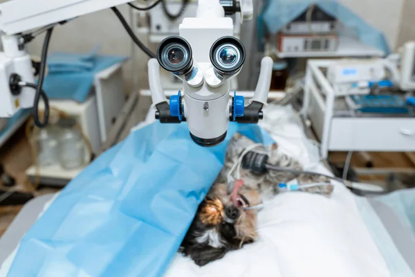 獣医クリニックの滅菌手術室 犬の手術の準備 眼科医は犬の目に手術を行う 犬は手術台で麻酔下にある — ストック写真
