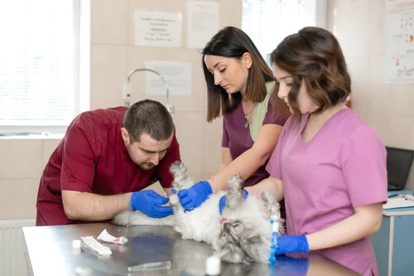 Male Veterinarian Anesthesiologist Makes Procedure Cat Catheterization Bladder Assistants Holding — Stock Photo, Image