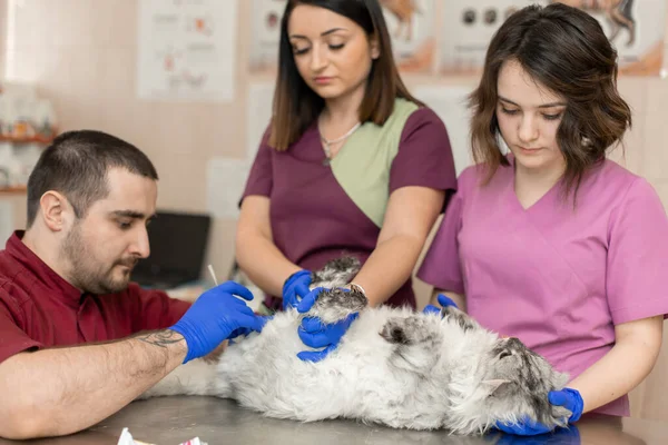 Veterinários Põem Cateter Urinário Gato — Fotografia de Stock