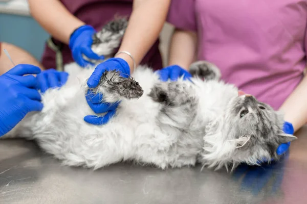 Erkek Bir Veteriner Anestezi Uzmanı Bir Kedinin Ameliyatını Yapar Mesanenin — Stok fotoğraf