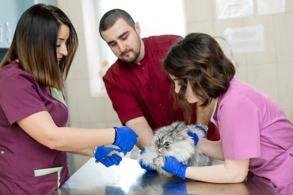 Veterinari Mettono Gatto Catetere Prima Della Procedura Nella Clinica Veterinaria — Foto Stock