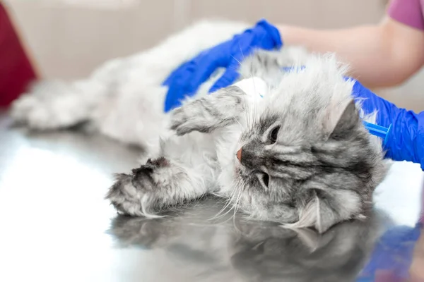 Anestezi Altındaki Büyük Gri Kedi Ameliyattan Önce Veteriner Kliniğinde Metal — Stok fotoğraf
