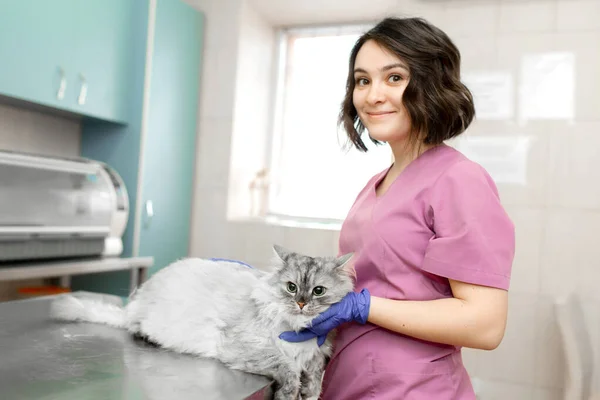 Gatto Spaventato Alla Reception Medico Ragazza Carina Veterinario Nella Clinica — Foto Stock