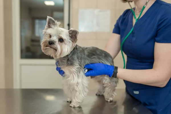 Jeune Souriant Vétérinaire Professionnel Femme Examen Chien Race Yorkshire Terrier — Photo