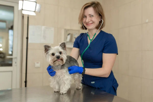 Beau Médecin Vétérinaire Petite Race Chien Mignon Yorkshire Terrier Avec — Photo