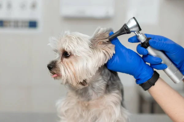 Güzel Veteriner Veteriner Kliniğinde Otoskop Yardımıyla Küçük Şirin Bir Köpek — Stok fotoğraf