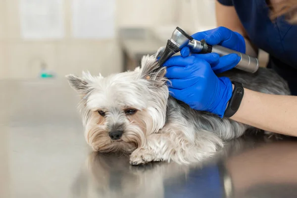 Veterinario Examen Perro Crianza Yorkshire Terrier Utilizando Otoscopio Animal Doméstico —  Fotos de Stock