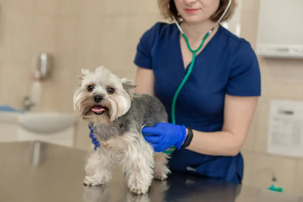 Jeune Souriant Vétérinaire Professionnel Femme Examen Chien Race Yorkshire Terrier — Photo