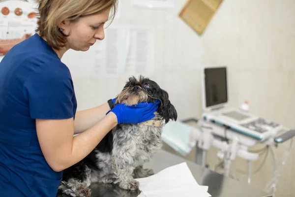 Bir Veteriner Yaralı Gözlü Bir Köpeği Korur Hayvan Bakımı Konsepti — Stok fotoğraf