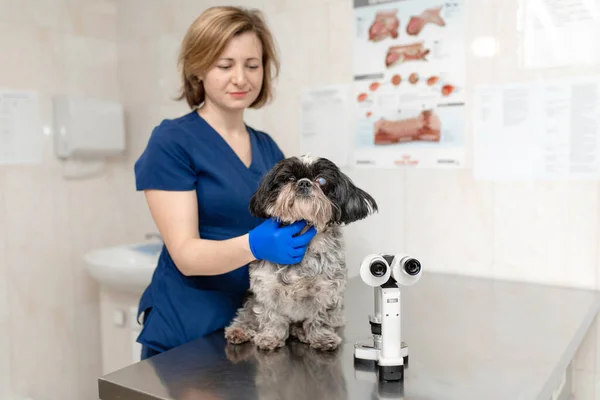 Veterinär Ögonläkare Kvinna Gör Medicinsk Procedur Undersöker Ögonen Hund Med — Stockfoto