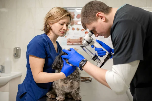 Vétérinaire Ophtalmologistes Examinent Oeil Blessé Chien Avec Une Lampe Fente — Photo