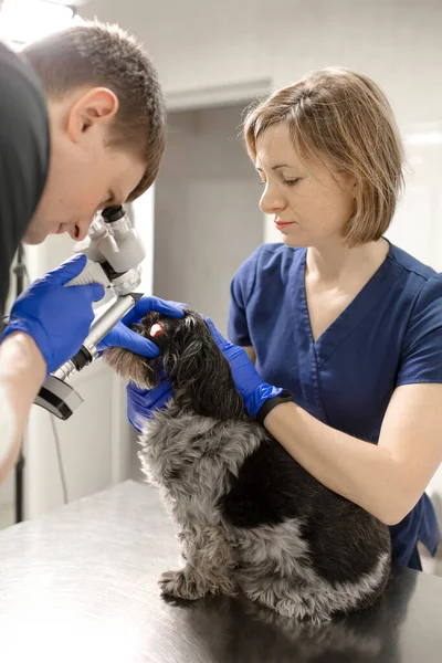 Veterinário Oftalmologistas Examinar Olho Ferido Cão Com Uma Lâmpada Fenda — Fotografia de Stock
