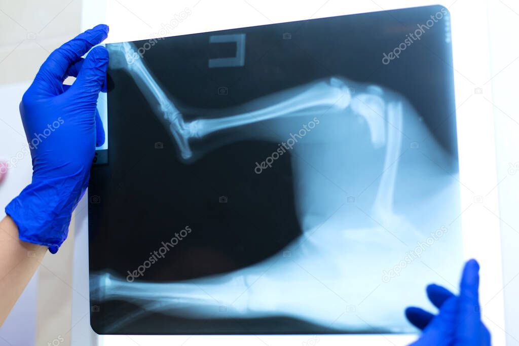 A professional doctor radiologist with gloves is looking at an X-ray picture on the background of a negatoscope which shows a fracture of the femur with a displacement in a small dog.