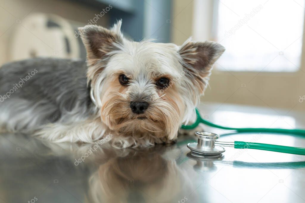 Dog breed Yorkshire terrier lies next to a stethoscope on a metal table in a veterinary clinic. Pet health care concept. Posing like vet doctor.