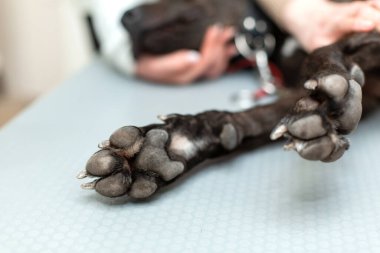 Yakından siyah köpek pençeleri. Köpek masada yatıyor..