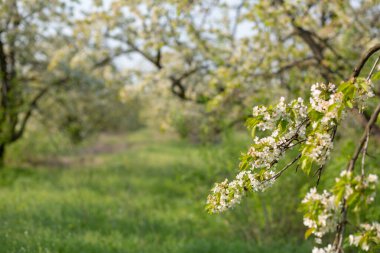 Yeşil bir bahçede beyaz çiçeklerle açan ağaç dalı.