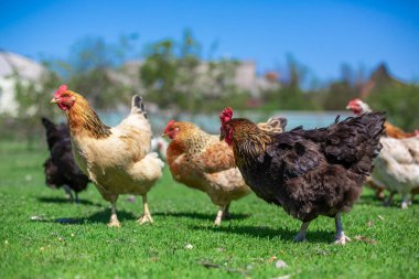 Horoz ve tavuklar yeşil çimlerde otlar. Köydeki çiftlik hayvanları..