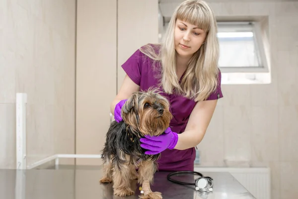 Fiatal Lány Állatorvos Klinikán Vizsgál Egy Kutyafajta Yorkshire Terrier — Stock Fotó